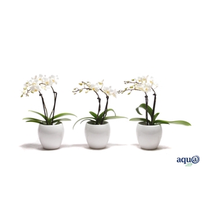 Lisa White Tiny Dolls Wit 2T12+ Aqu@