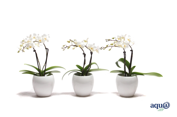 <h4>Lisa White Tiny Dolls Wit 2T12+ Aqu@</h4>