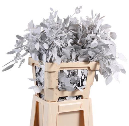 <h4>Populus Bes Geverfd Lang</h4>