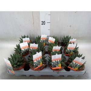 Haworthia   ...