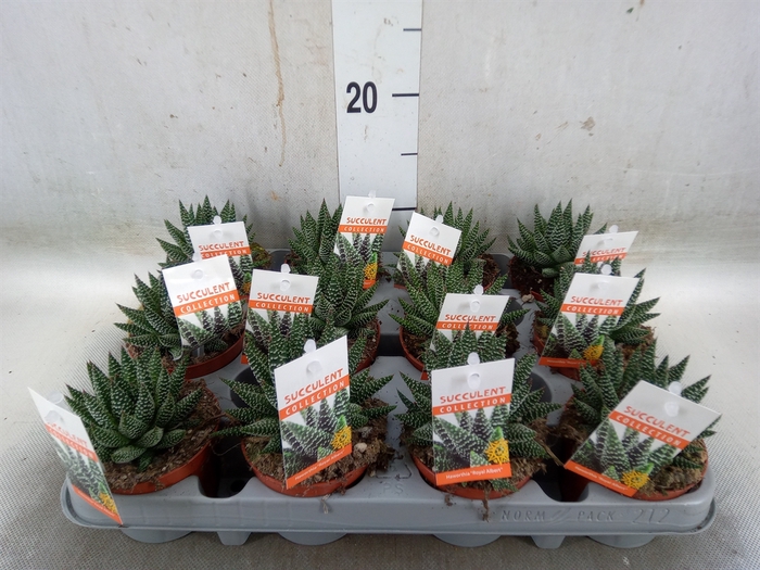 <h4>Haworthia   ...</h4>