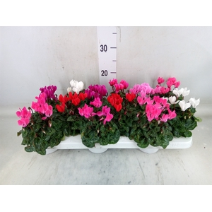 Cyclamen KL 'Verano'