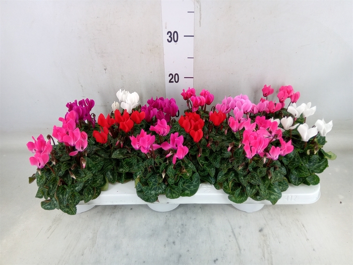 <h4>Cyclamen KL 'Verano'</h4>
