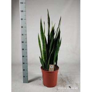Sansevieria trifasciata 'Laurentii' 90cm