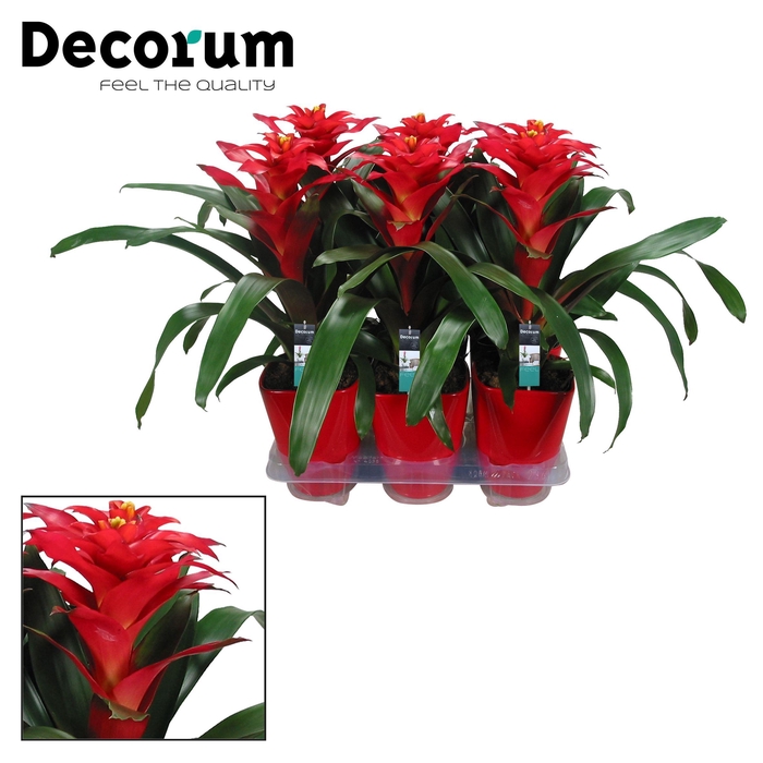 <h4>Guzmania Optima Squarrosa Luxe Keramiek (Decorum)</h4>