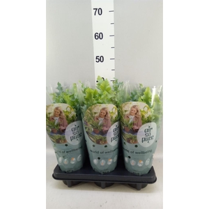Phlebodium aureum 'Davana'