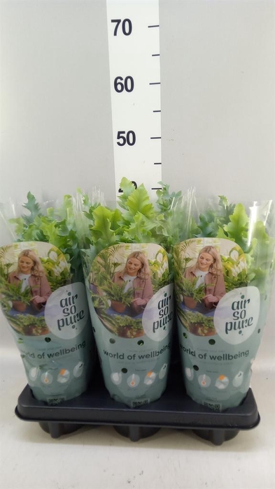 <h4>Phlebodium aureum 'Davana'</h4>