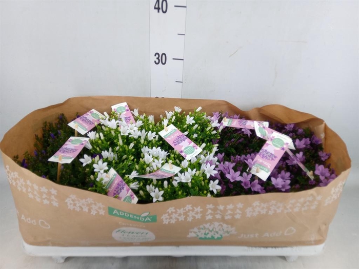 <h4>Campanula   ...</h4>