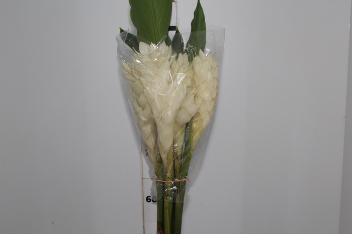 <h4>ALPINIA BRANCA</h4>