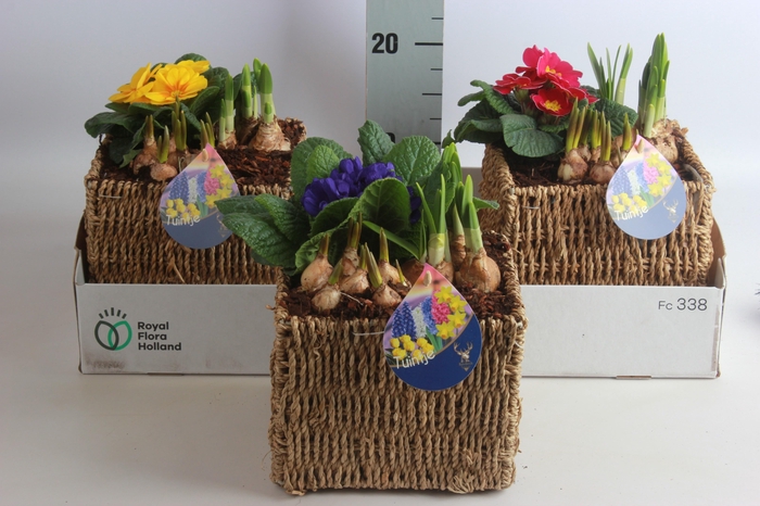 <h4>ARR BOL KNOLGEWAS</h4>