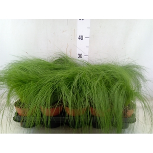 Stipa tenuifolia