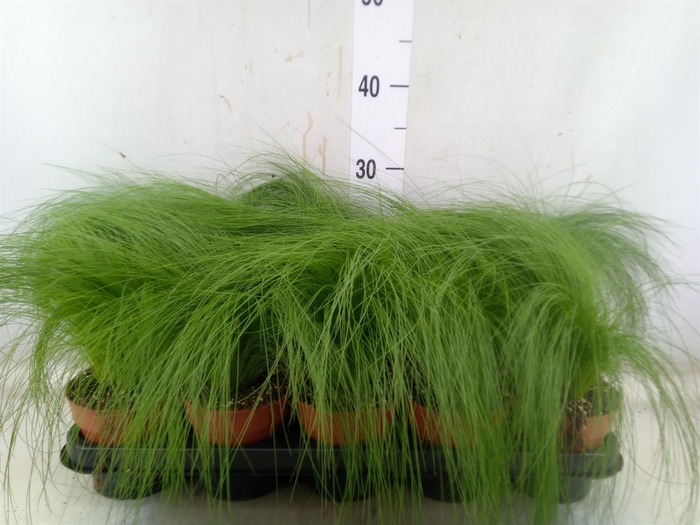 <h4>Stipa tenuifolia</h4>