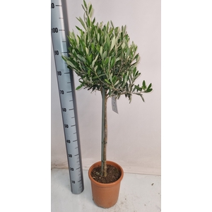 OLEA EUROPAEA