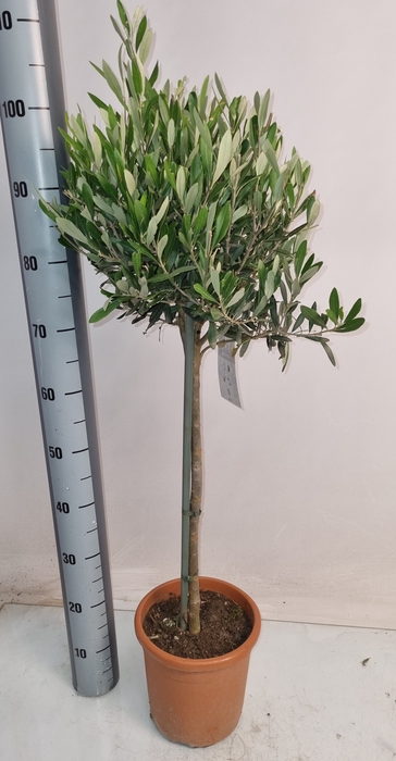 <h4>OLEA EUROPAEA</h4>