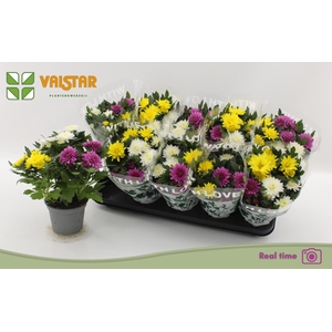 CHRYS DA VINC GEM PT