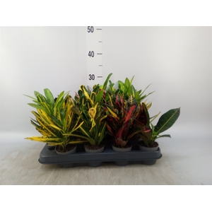 Codiaeum var. KL   ...