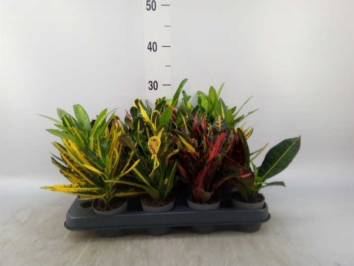 <h4>Codiaeum var. KL   ...</h4>