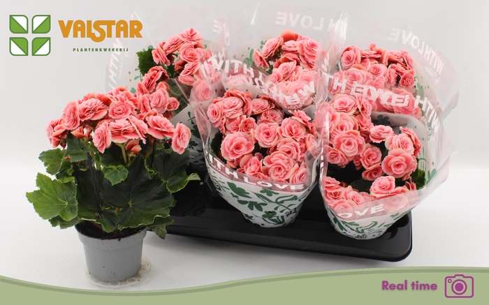 <h4>BEG DU BORIAS</h4>