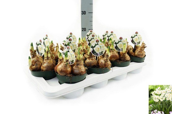 <h4>Narcissus Abba</h4>