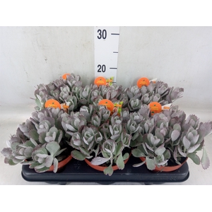 Kalanchoe NF pumila