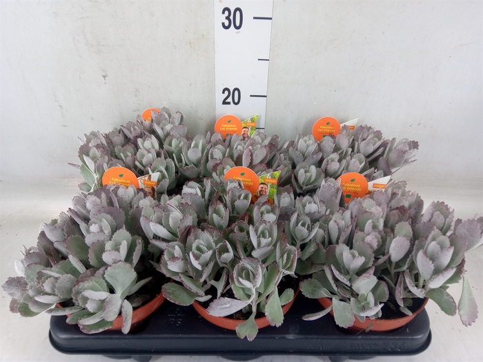 <h4>Kalanchoe NF pumila</h4>