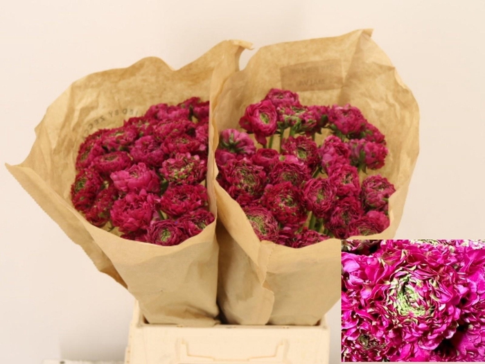 <h4>RAN PON PON MALVA</h4>