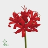 Nerine Lydia