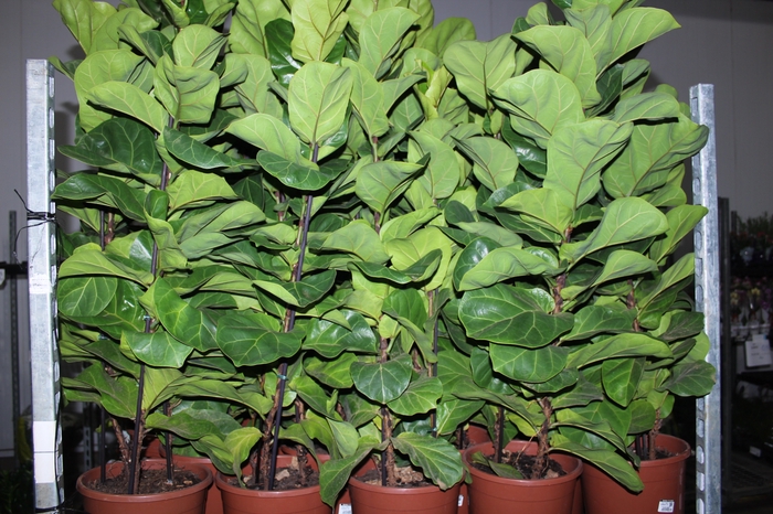 <h4>FICUS LYRATA BAMBINO P24 COMPACTO</h4>