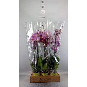Phalaenopsis   ...mix  4