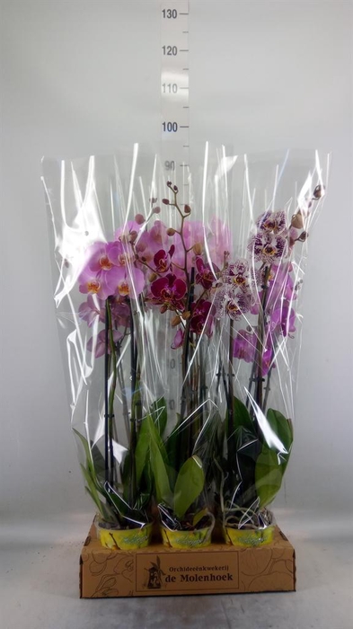 <h4>Phalaenopsis ...mix 4</h4>