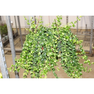 AESCHYNANTHUS RASTA C21