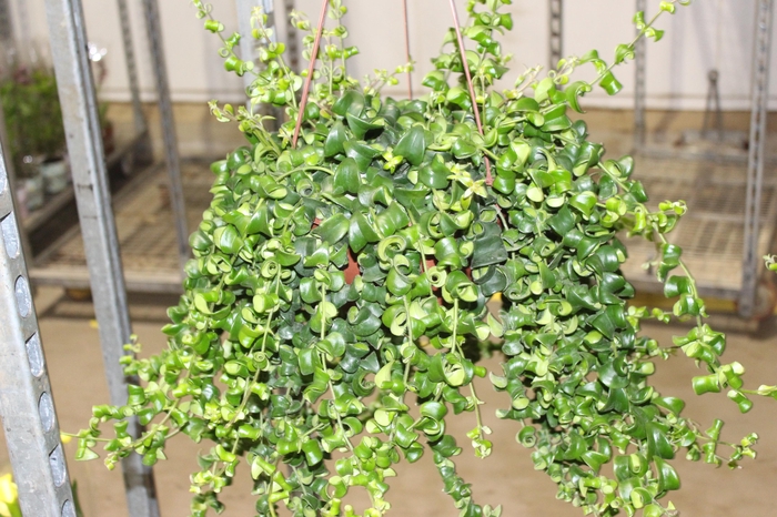 <h4>AESCHYNANTHUS RASTA C21</h4>
