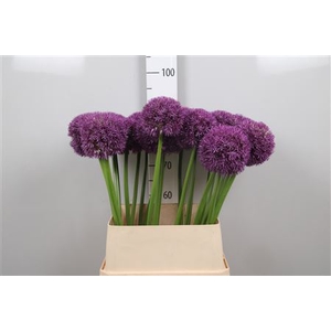 Allium Pinball Wizar