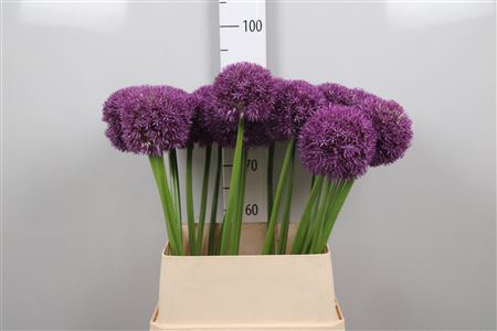 <h4>Allium Pinball Wizar</h4>