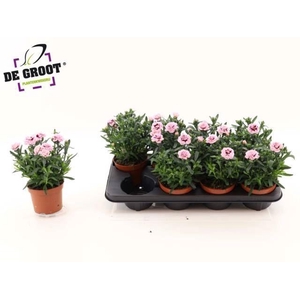 Dianthus  'Oscar Purple Star'