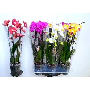 PHAL EL CASCADE