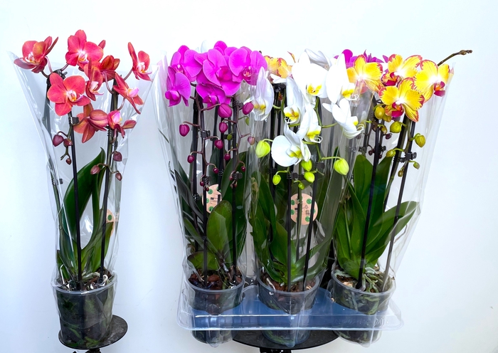 <h4>PHAL EL CASCADE</h4>