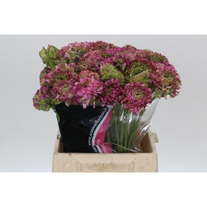 Ranunculus Pon Pon Malva