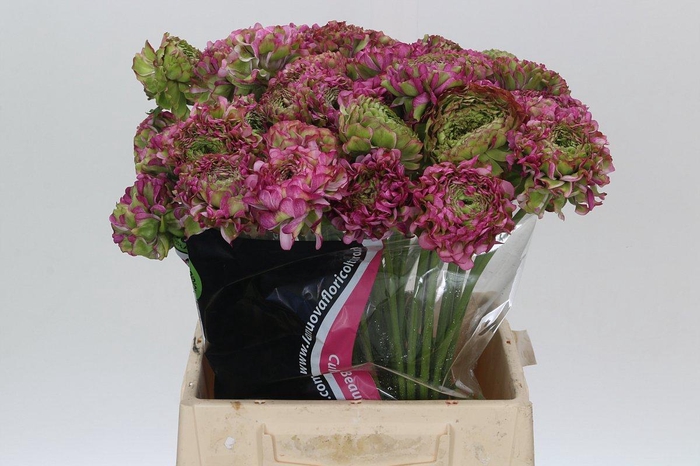 <h4>Ranunculus Pon Pon Malva</h4>
