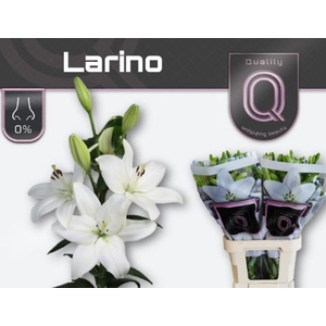 LI LA LARINO LI LA LARINO 5+