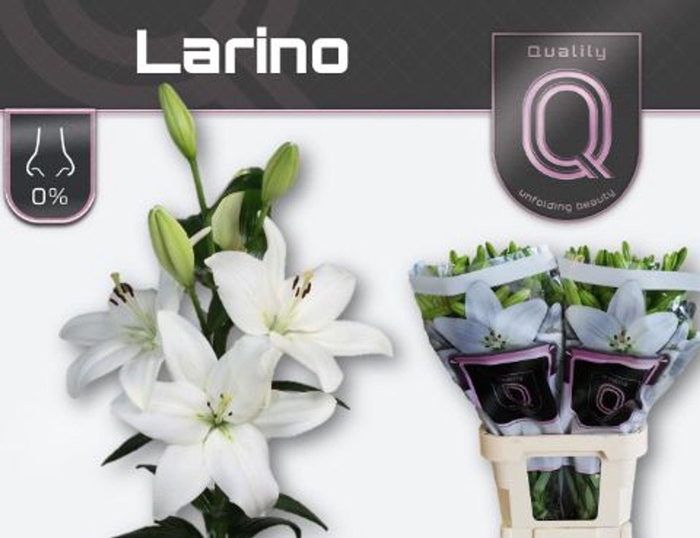 <h4>LI LA LARINO LI LA LARINO 5+</h4>