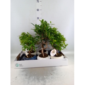 Bonsai   ...mix