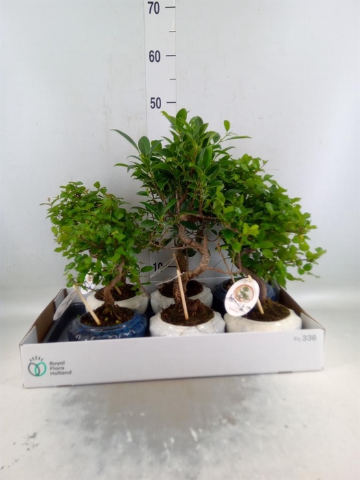 <h4>Bonsai   ...mix</h4>