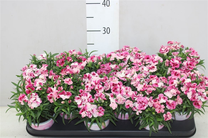 <h4>Dianthus Pink And Proud</h4>