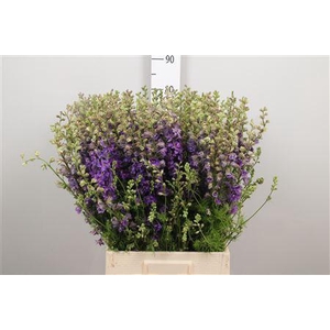 Cons R Q Violet/lilac