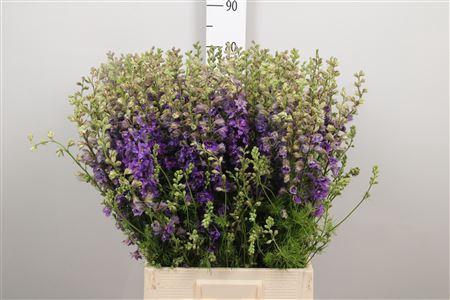 <h4>Cons R Q Violet/lilac</h4>