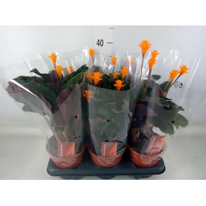 Calathea crocata