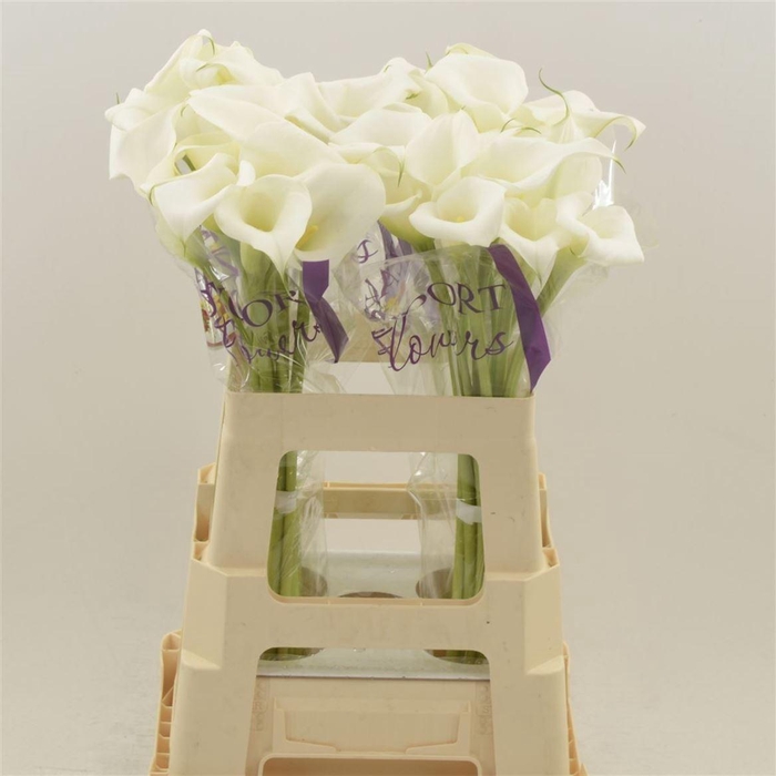 <h4>Calla White Art</h4>