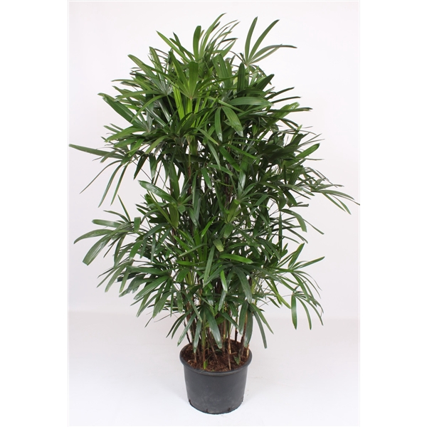 <h4>Rhapis excelsa</h4>