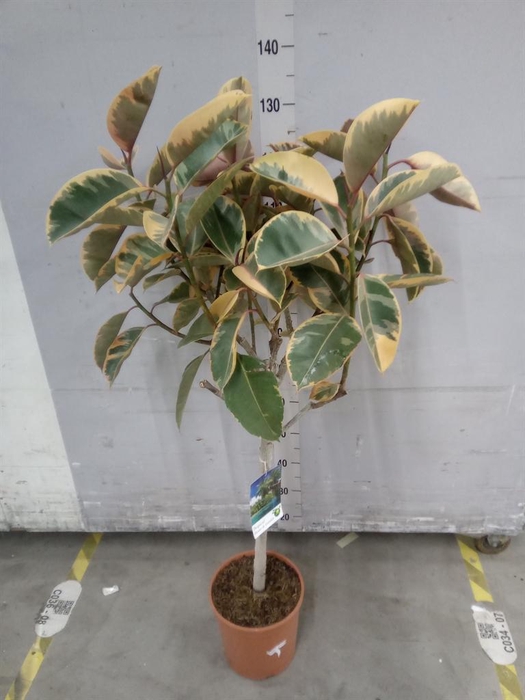 <h4>Ficus   ...</h4>